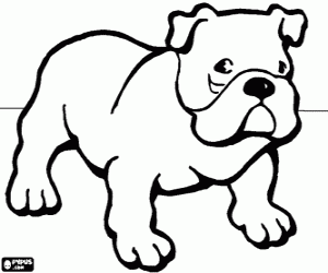 malvorlagen Englische Bulldogge - Bulldog ausmalbilder