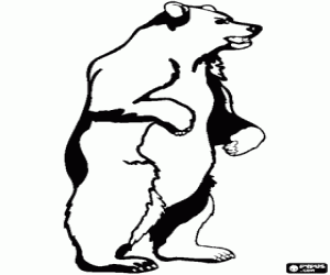 malvorlagen Ein großer Braunbär zu Fuß ausmalbilder