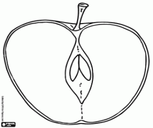 malvorlagen Das Innere des Apfels ausmalbilder