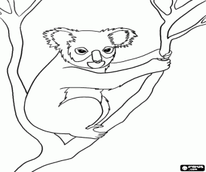malvorlagen Koala, eine australische Beuteltier ausmalbilder