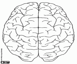 malvorlagen Obere Ansicht Menschlichen Gehirns ausmalbilder