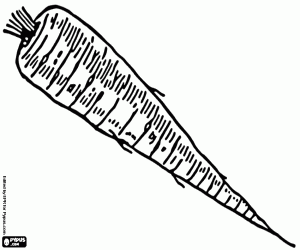 malvorlagen Die Pastinake, eine essbare Wurzel ausmalbilder