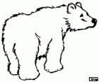 Eisbär