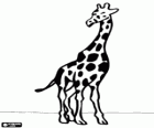Eine Giraffe mit dem Körper von vorne gesehen