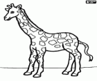 Giraffe, Ansicht von der Seite