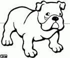 Englische Bulldogge - Bulldog