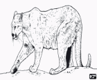 Puma, ein großes alleines katzenartiges