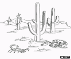 Sonora-Wüste mit den berühmten saguaro kaktus, ein skorpion und eine schlange