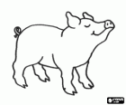 Ein Schwein