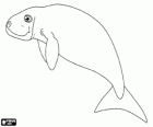 Der Dugong, Gabelschwanzseekuh der Seeschwein ist ein Pflanzenfresser Sirenian Algen fressen an den Ufern des Indischen Ozeans