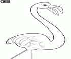 Featherstone, eine einsame flamingo