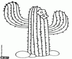Saguaro Kaktus