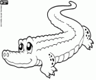 Alligator