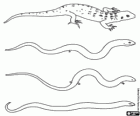 Reptilien, Echse und Schlange