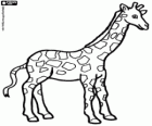 Eine schöne giraffe