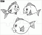 Puzzle einer Gruppe von Fisch mit einem großen Lächeln