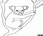 Ein Koala auf dem Ast eines Baumes, ein Beuteltier aus Australien
