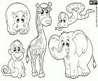 Eine Gruppe von fünf afrikanischen Wildtieren, ein Nilpferd, ein Affe, Giraffe, eine Schlange und ein Elefant