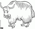 Ein Yak, eine große asiatische Bovid mit langen Haaren