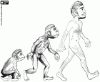 Die ersten drei Stufen der menschlichen Evolution: Hominiden Primas, Australopithecus und Homo Erectus