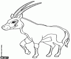 Der Spießbock, ein große Antilope, Oryx Gazella. Eine der Arten der afrikanischen Antilope