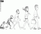 Die menschliche Evolution vertreten in fünf Stufen von Hominiden Primas, der moderne Mensch, durchlaufen die ersten zweibeinigen Hominiden, dem Homo Erectus und der archaischen Homo sapiens
