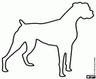 Hunde der Boxerrasse sind stark und korpulent. Die Silhouette eines Boxerhundes mit abgeschnittenem Schwanz