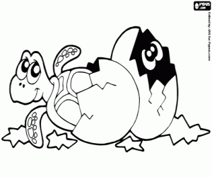 malvorlagen Schildkröte Eier ausmalbilder