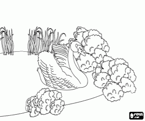 malvorlagen Es ist ein Schwan geworden ausmalbilder