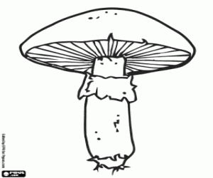 malvorlagen Typische Pilz, Feld Pilz, Wiesenchampignon ausmalbilder