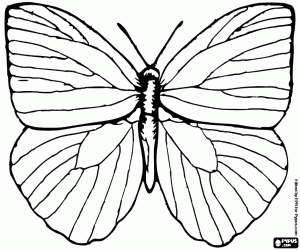 malvorlagen Der vierflügelige Schmetterling ausmalbilder