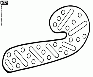 malvorlagen Weihnachtsgebäck als Zuckerstange ausmalbilder